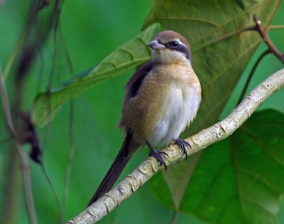 Brown Shrike 2