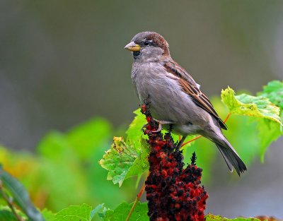House Sparrow 1