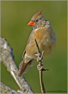 Female Northern Cardinal 7