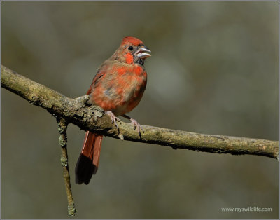 Juvi Male Northern Cardinal 8