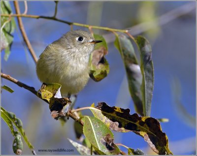 Ruby-crowned Kinglet 1