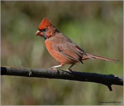 Male Northern Cardinal 9