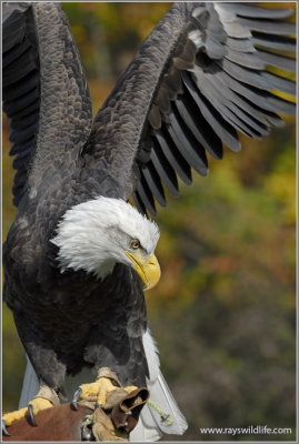 Skyhunters 77 Bald Eagle Stretch