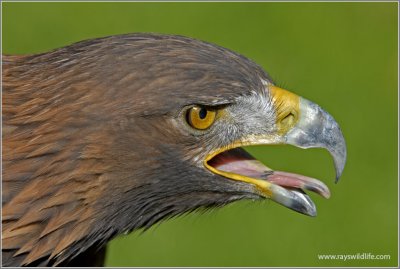 Skyhunters 79 Golden Eagle up close