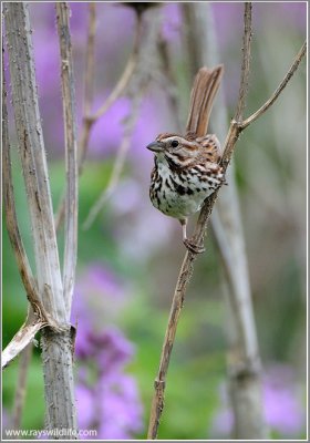 Song Sparrow