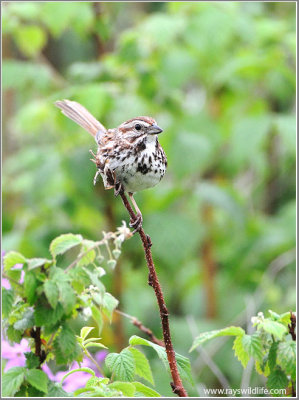 Song Sparrow