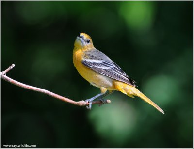 Baltimore Oriole 12