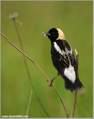 Bobolink 3