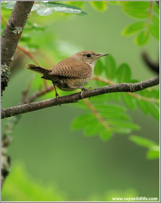 House Wren