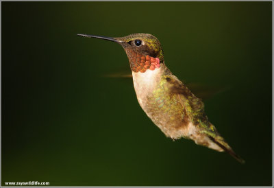 Ruby-throated Hummingbird 13