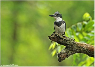 Belted Kingfisher 29