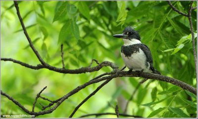 Belted Kingfisher 30