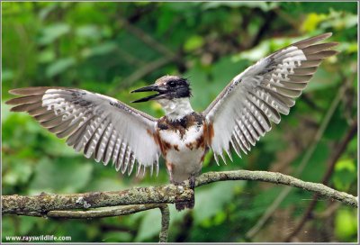 Belted Kingfisher 31