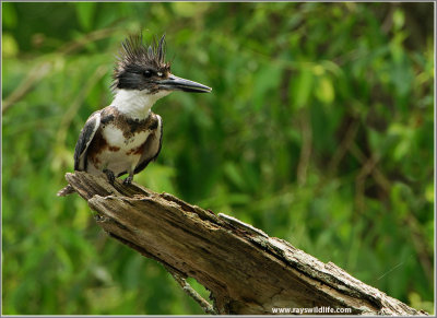 Belted Kingfisher 32