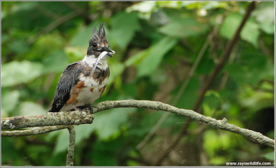 Belted Kingfisher with Lunch 33