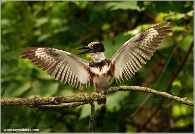 Belted Kingfisher 34