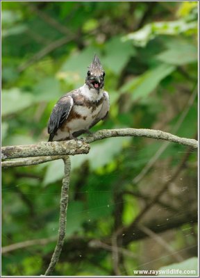 Belted Kingfisher 35