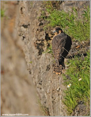 Peregrine Falcon 3