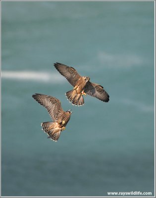 Young Peregrines in Flight 11