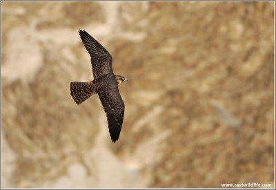 Peregrine Falcon in Flight 12