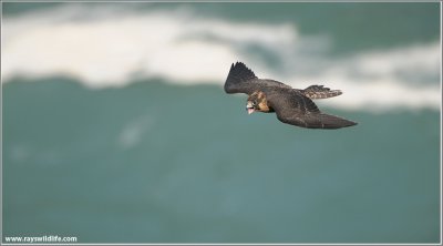 Peregrine Falcon in Flight 13