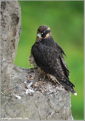 Young Peregrine on a cliff 14