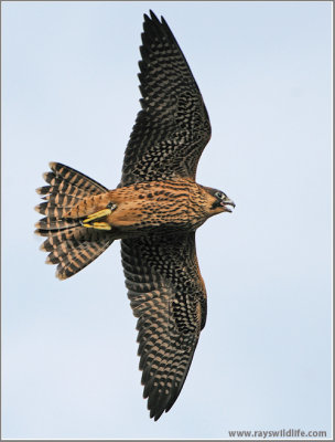 Peregrine Falcons in Flight 17