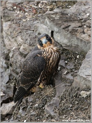 Young Peregrine on a cliff 19