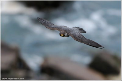 Peregrine Falcon in Flight 21