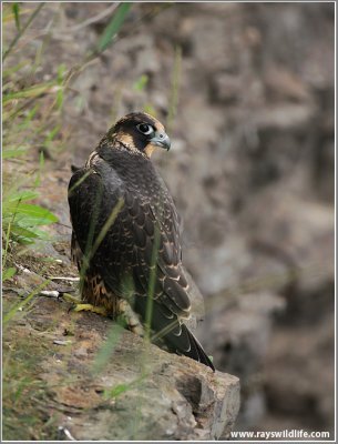 Young Peregrine on a cliff 23