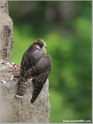 Peregrine Falcon 24