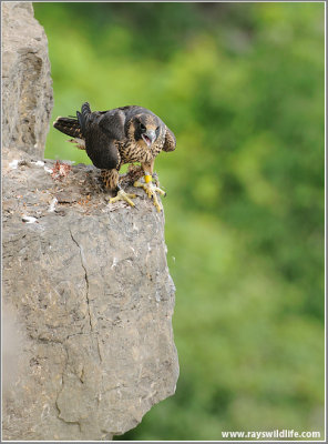 Young Peregrine about to Lift off 25