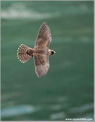 Young Peregrine in Flight 27