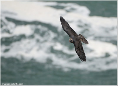 Peregrine Falcon over Niagara 28