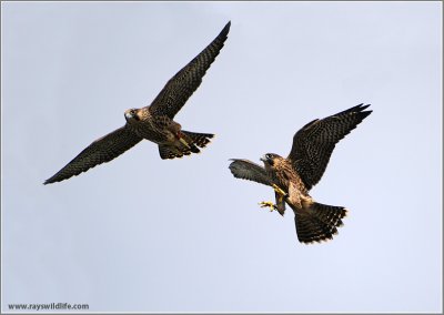 Young Peregrines in Flight 29