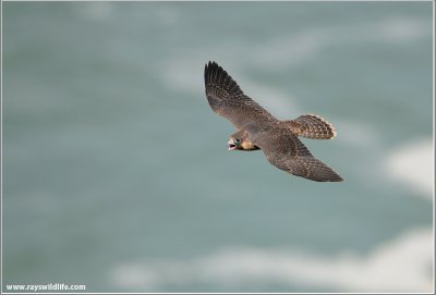 Young Peregrine in Flight 30