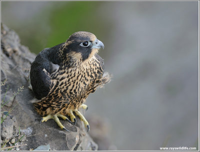 Young Peregrine on Watch!  31