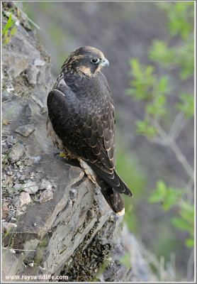 Peregrine Falcon on the Edge 32