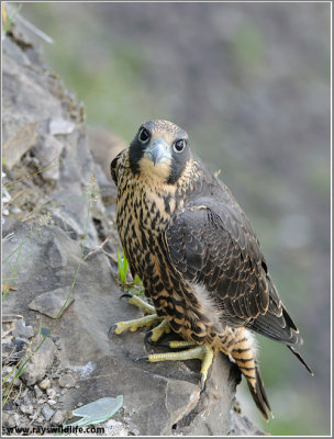 Young Peregrine on a cliff 33