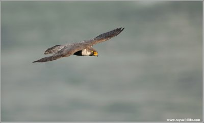 Peregrine Falcon in Flight 34