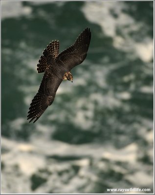 Peregrine Falcon over Niagara 36