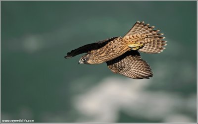 Peregrine Falcon ready to Dive 37