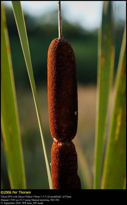 Broadleaf Cattail (Bredbladet Dunhammer / Typha latifolia)