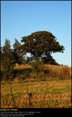 Old oak in Stubberup Moor, Nysted