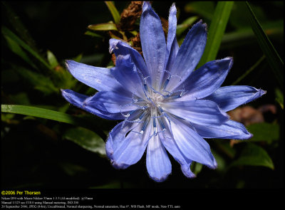 Chicory (Cikorie / Cichorium intybus)