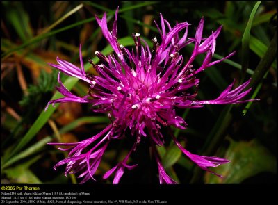 Greater Knapweed (Stor Knopurt / Centaurea scabiosa)