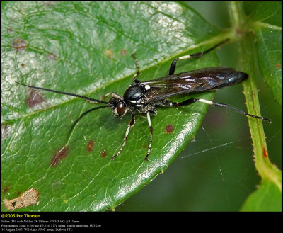 Ichneumon wasp (Snyltehveps / Ichneumon sp.)
