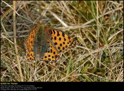 Queen of Spain Fritillary (Storplettet Perlemorsommerfugl / Issoria lathonia)