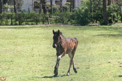 un poulain