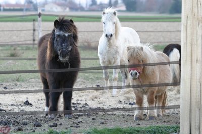 les Shetlands observent